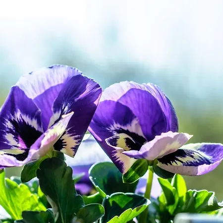 Klinger - Nad Jazerom Gasthof